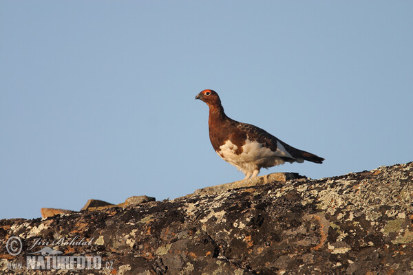 Moorschneehuhn (Lagopus lagopus)