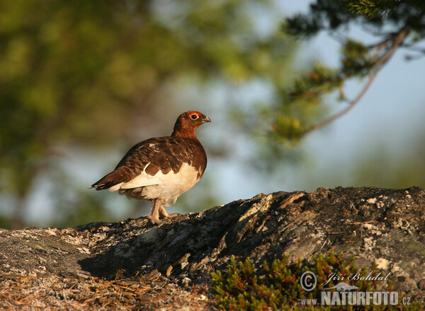 Moorschneehuhn (Lagopus lagopus)