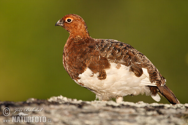 Moorschneehuhn (Lagopus lagopus)