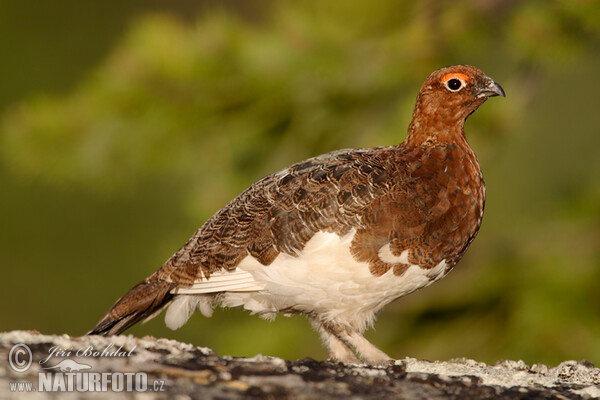 Moorschneehuhn (Lagopus lagopus)