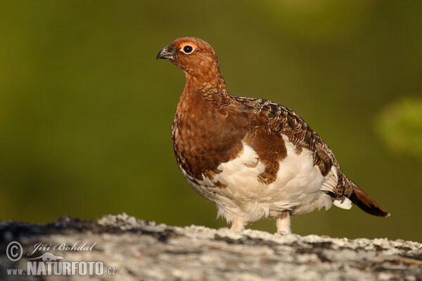 Moorschneehuhn (Lagopus lagopus)