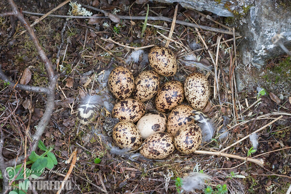 Moorschneehuhn (Lagopus lagopus)