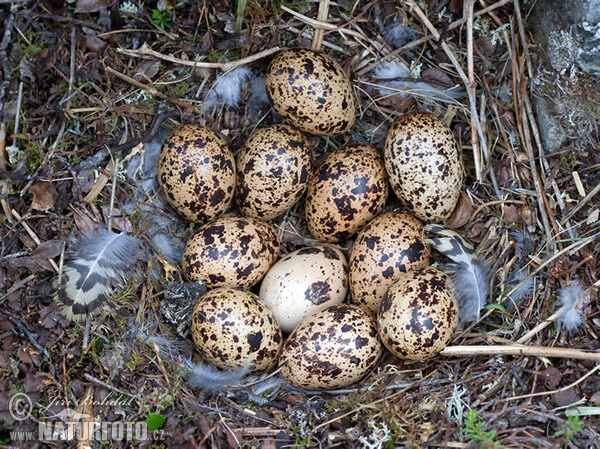 Moorschneehuhn (Lagopus lagopus)