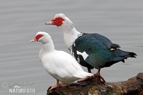 Moschusente (Cairina moschata f. domestica)