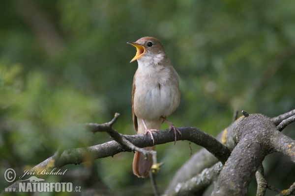 Nachtigall (Luscinia megarhynchos)