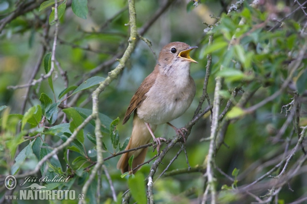 Nachtigall (Luscinia megarhynchos)