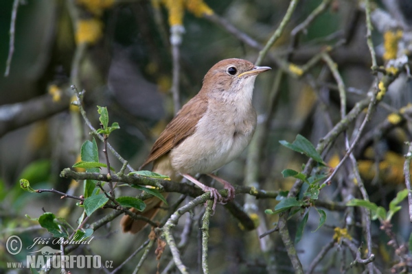 Nachtigall (Luscinia megarhynchos)