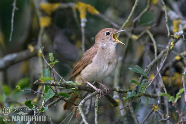 Nachtigall (Luscinia megarhynchos)