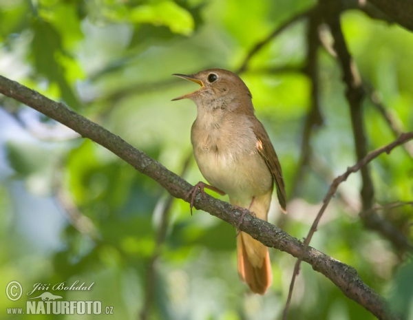 Nachtigall (Luscinia megarhynchos)