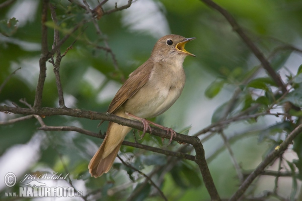 Nachtigall (Luscinia megarhynchos)