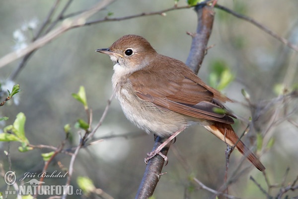 Nachtigall (Luscinia megarhynchos)