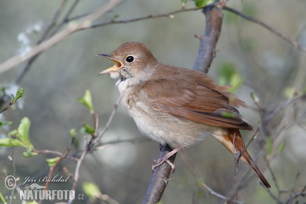 Nachtigall (Luscinia megarhynchos)