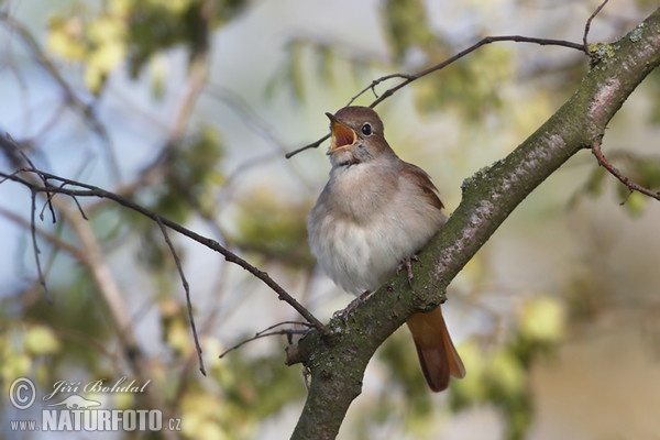 Nachtigall (Luscinia megarhynchos)