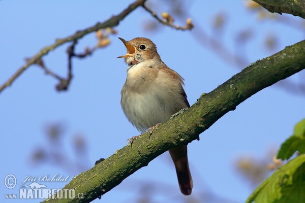 Nachtigall (Luscinia megarhynchos)