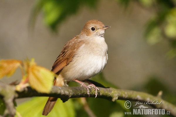 Nachtigall (Luscinia megarhynchos)