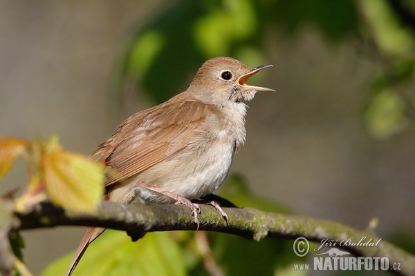 Nachtigall (Luscinia megarhynchos)