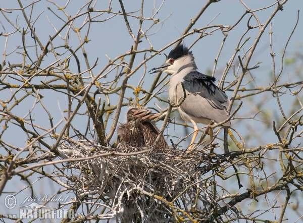 Nachtreiher (Nycticorax nycticorax)