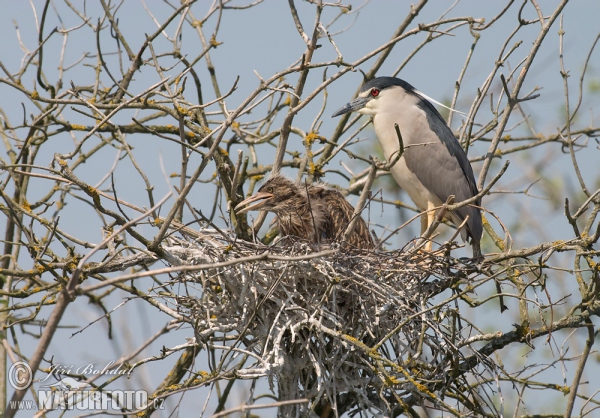 Nachtreiher (Nycticorax nycticorax)