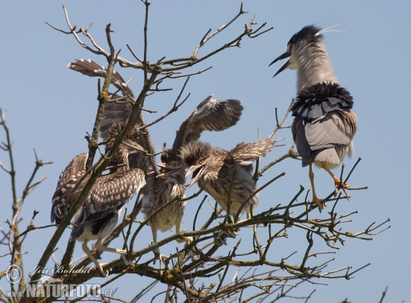 Nachtreiher (Nycticorax nycticorax)