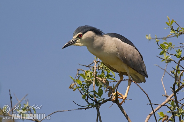 Nachtreiher (Nycticorax nycticorax)