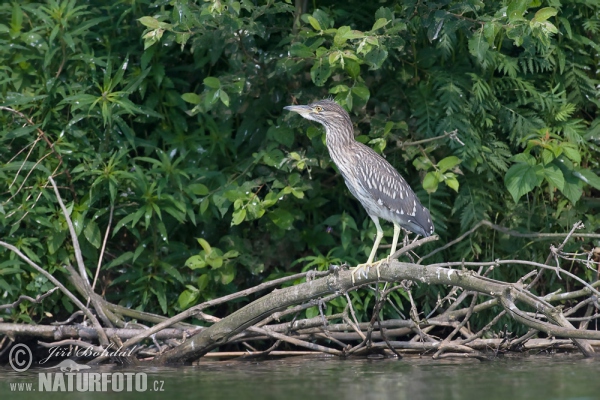 Nachtreiher (Nycticorax nycticorax)