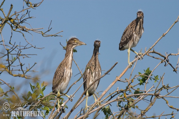 Nachtreiher (Nycticorax nycticorax)