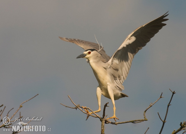 Nachtreiher (Nycticorax nycticorax)