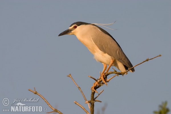 Nachtreiher (Nycticorax nycticorax)