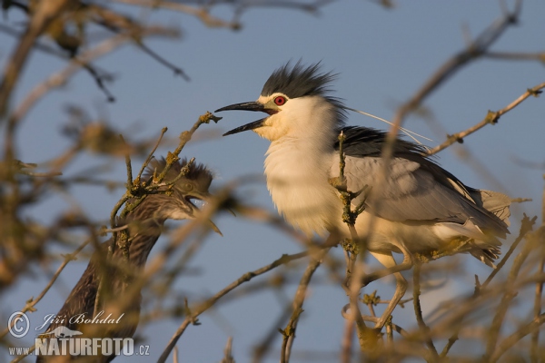 Nachtreiher (Nycticorax nycticorax)