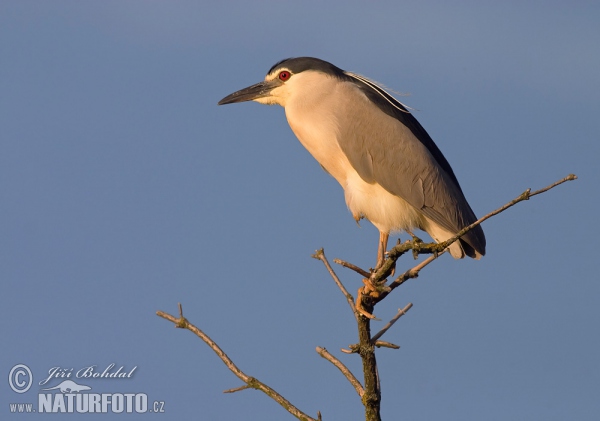 Nachtreiher (Nycticorax nycticorax)