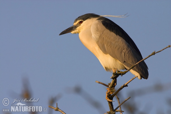 Nachtreiher (Nycticorax nycticorax)