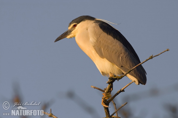 Nachtreiher (Nycticorax nycticorax)