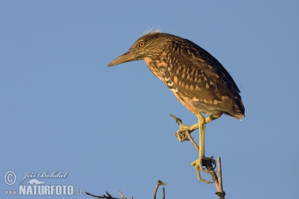 Nachtreiher (Nycticorax nycticorax)