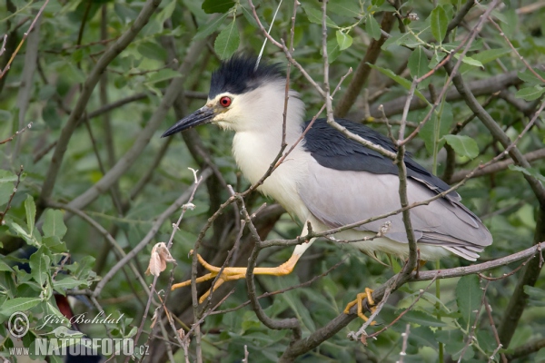 Nachtreiher (Nycticorax nycticorax)