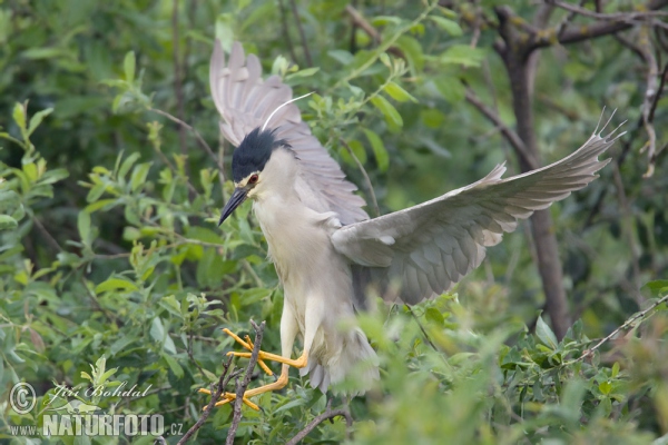 Nachtreiher (Nycticorax nycticorax)