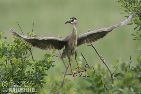 Nachtreiher (Nycticorax nycticorax)