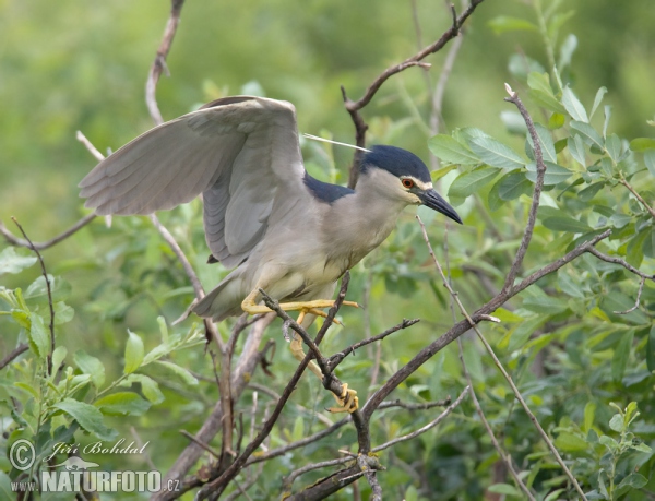 Nachtreiher (Nycticorax nycticorax)