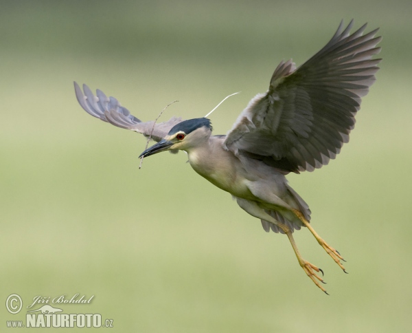 Nachtreiher (Nycticorax nycticorax)