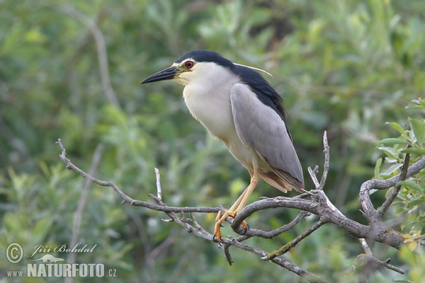 Nachtreiher (Nycticorax nycticorax)