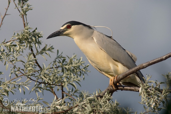 Nachtreiher (Nycticorax nycticorax)