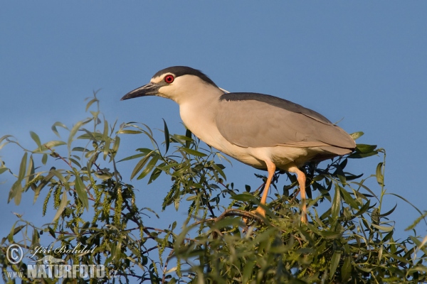 Nachtreiher (Nycticorax nycticorax)