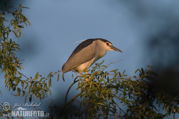 Nachtreiher (Nycticorax nycticorax)