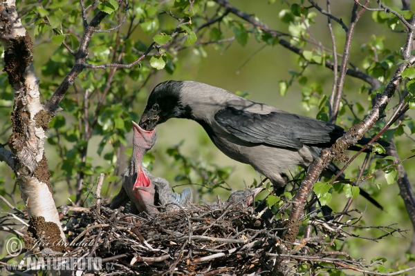 Nebelkrähe (Corvus corone cornix)