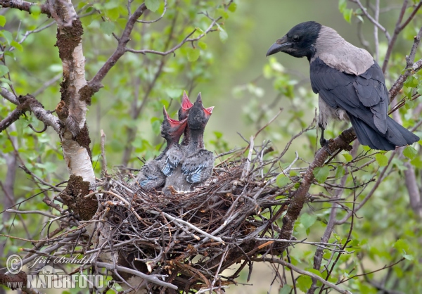 Nebelkrähe (Corvus corone cornix)