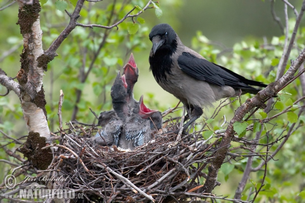 Nebelkrähe (Corvus corone cornix)