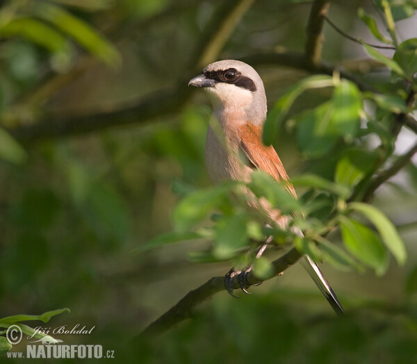 Neuntöter (Lanius collurio)