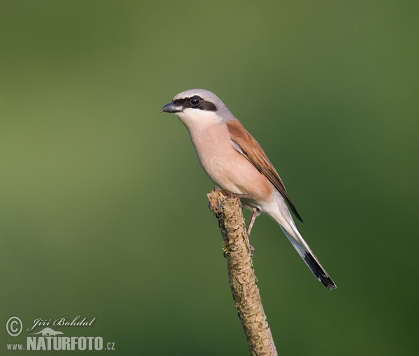 Neuntöter (Lanius collurio)