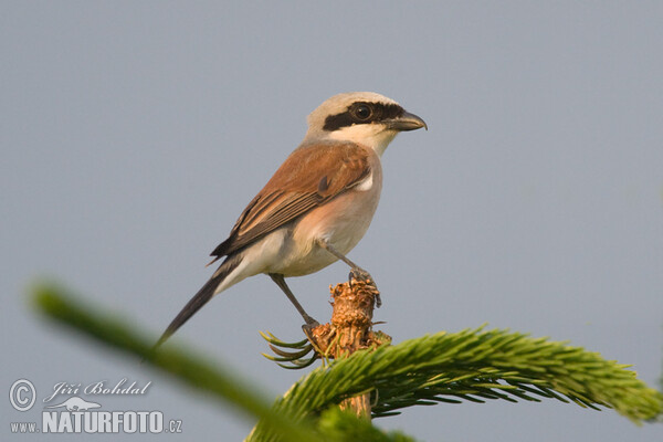 Neuntöter (Lanius collurio)