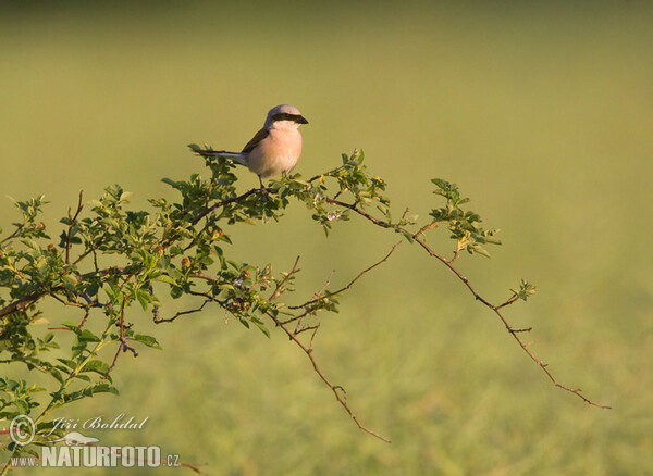 Neuntöter (Lanius collurio)