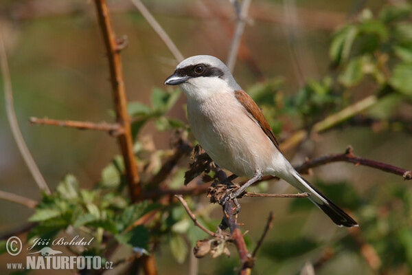 Neuntöter (Lanius collurio)